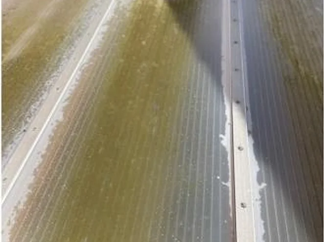 Stegplatten von oben vor der Reinigung, Grünbelag in den Rillen
